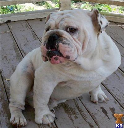 Dogs for Sale in IL